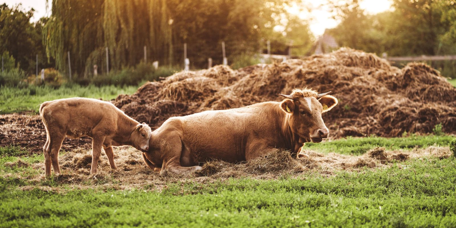 Kalb mit Mutter auf der Wiese - Kaufgutes Gut Boltenhof