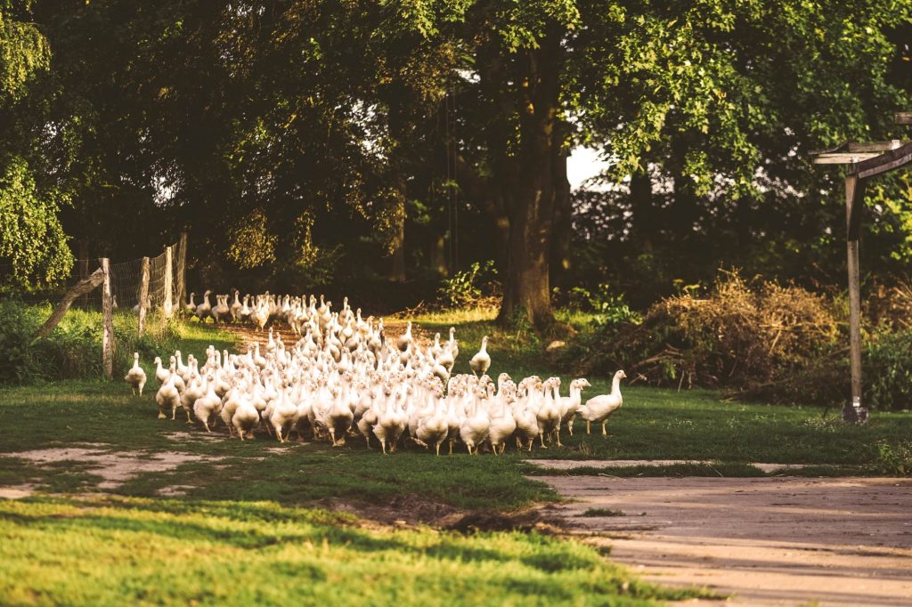 freilaufende Gänse - frische Bio Gänse vom Gut Boltenhof