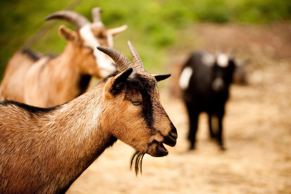 Ziegengruppe auf dem Gut Boltenhof