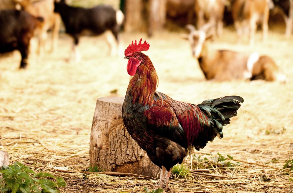 Hahn auf dem Gut Boltenhof