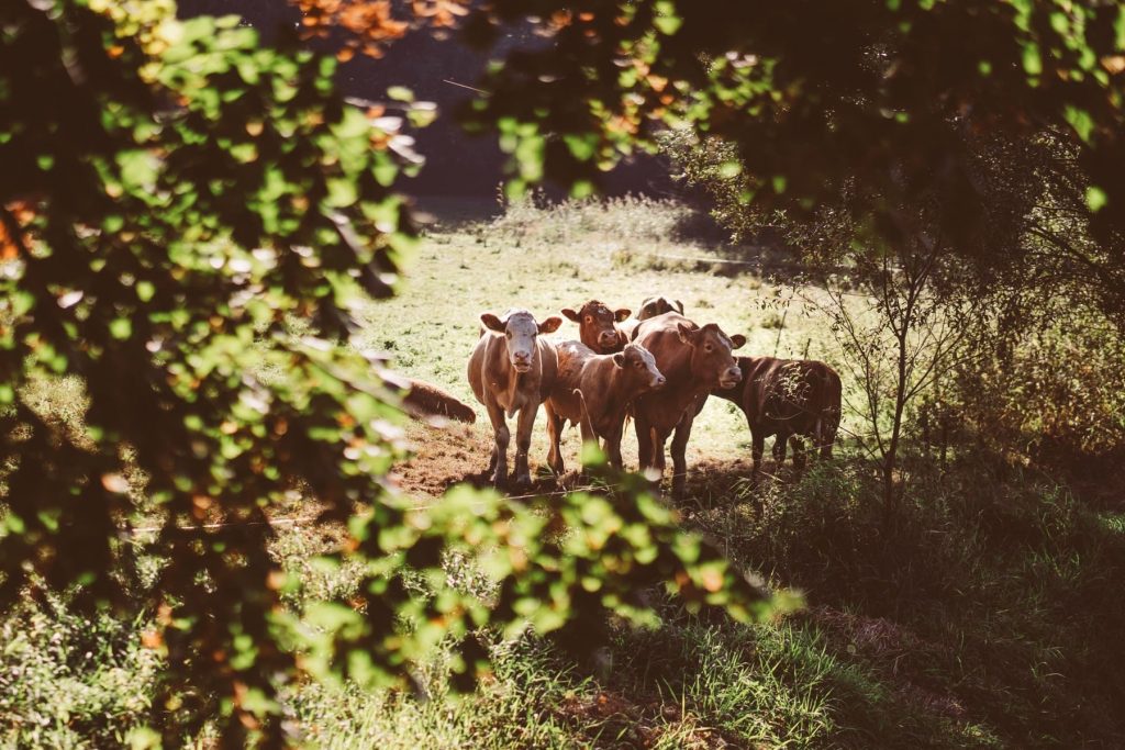 Rinder - regionales Rindfleisch vom Gut Boltenhof