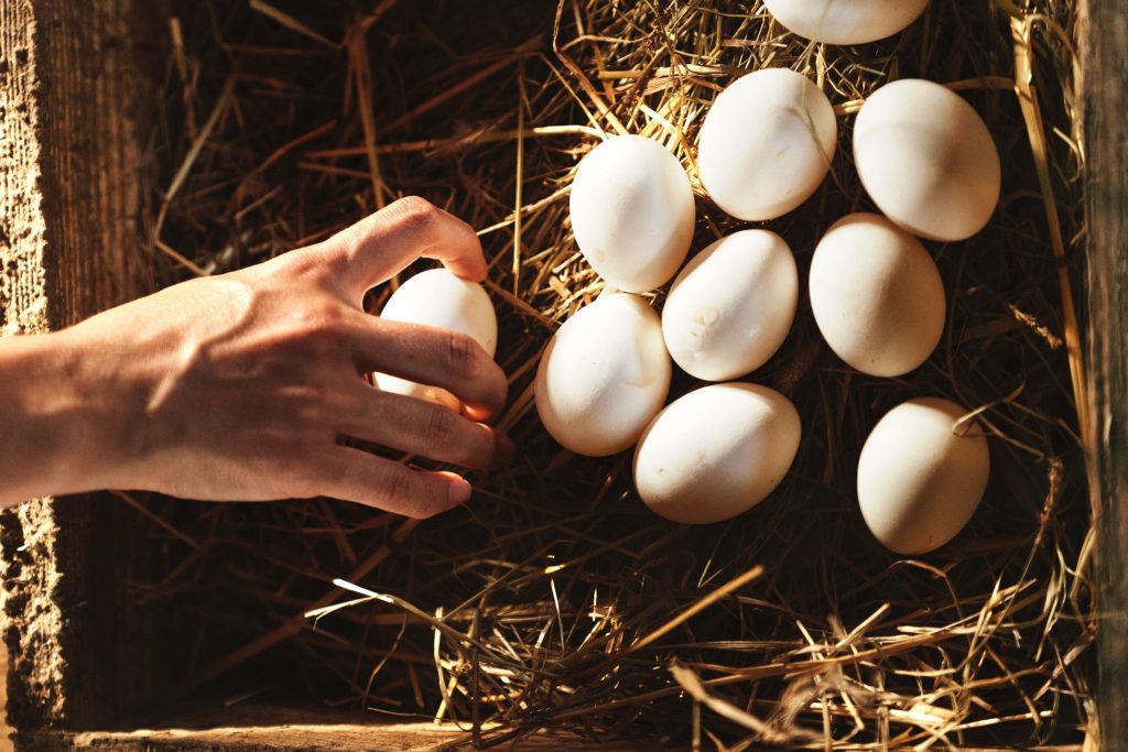 frische Eier vom Gut Boltenhof
