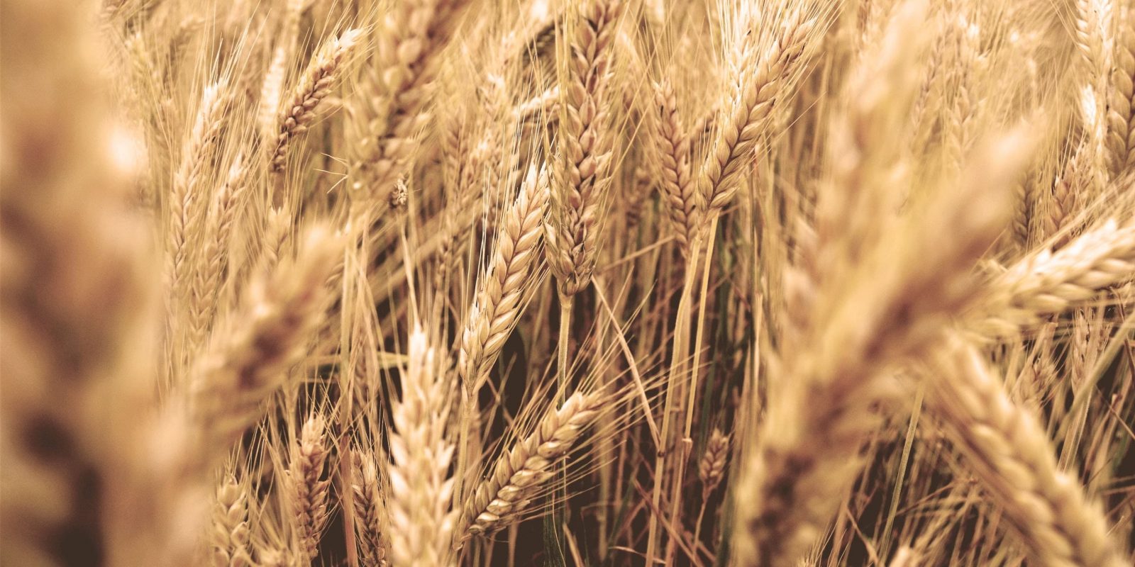 Kornwiese - Land&Gut alle Informationen über Landwirtschaft auf dem Gut Boltenhof